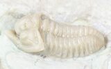Snout Nosed Spathacalymene Trilobite - Rare! #23287-2